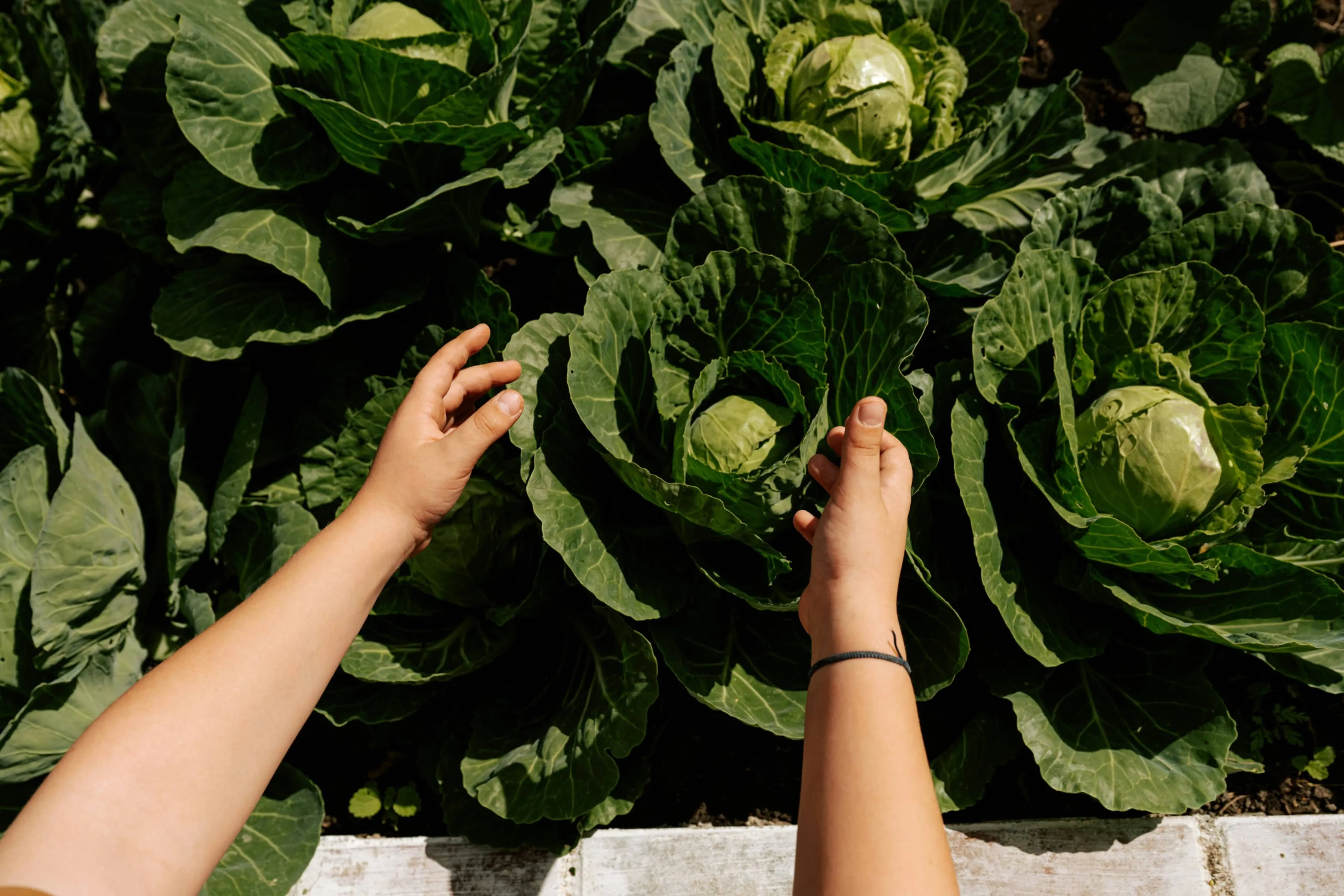 Dłonie chwytające kapustę.